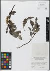 Foto von Salix glabra Scop.